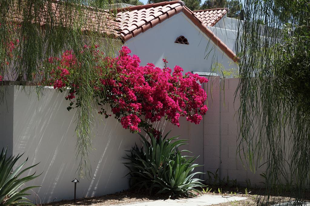 Bougainvillea spilling over a white garden wall in the Willo historic district